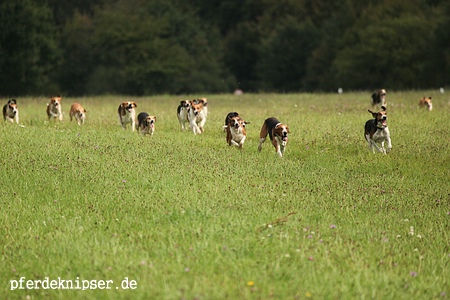 web_jagd_ottw_im_feld_0075.jpg